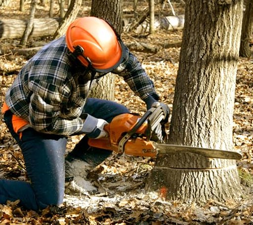 Tree Removal in Minford, OH